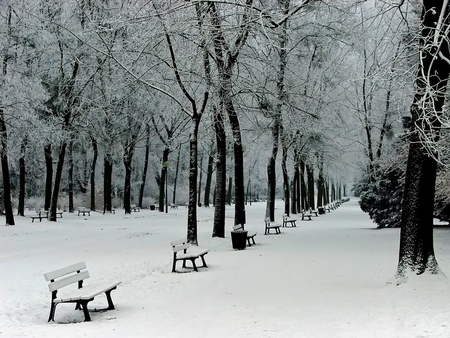 Stroll in the Park - benches, winter, trees, snow