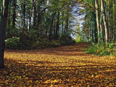 Autumn Leaves - leaves, autumn, trees, light