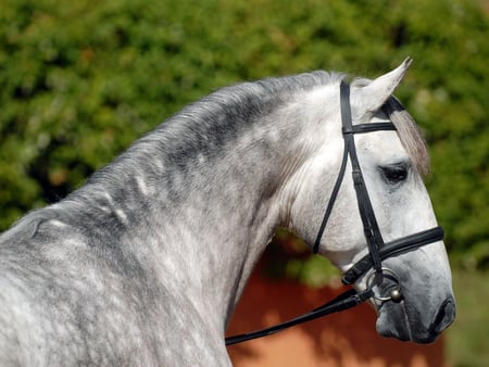 Horse lusitano:) - horses