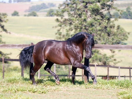 zingaro_interagro - horses