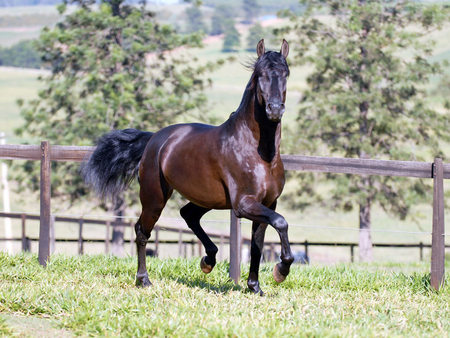 zingaro_interagro - horses