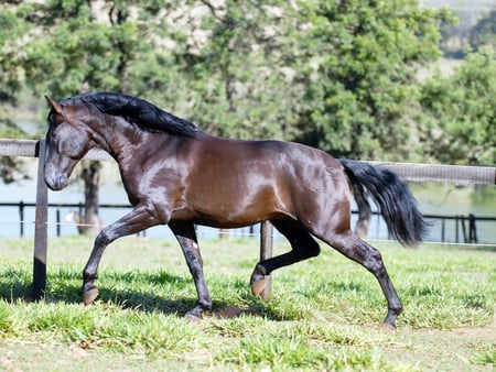 zingaro_interagro - horses