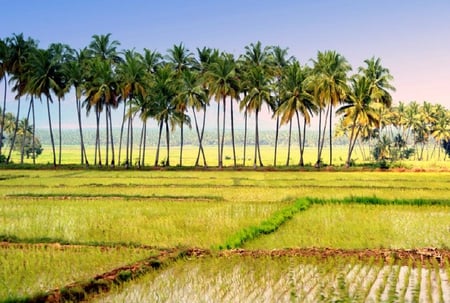 rice fields - rice, coconut, trees, nature, fields, green, plants