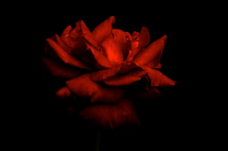 Dark Red Rose - black, nature, red, minimal, rose, flower, dark