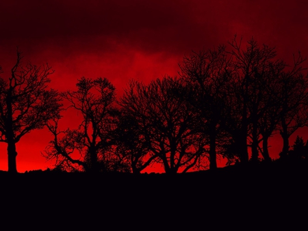 Fire in the Sky - silhouettes, abstract, trees, dark, photography, red sky