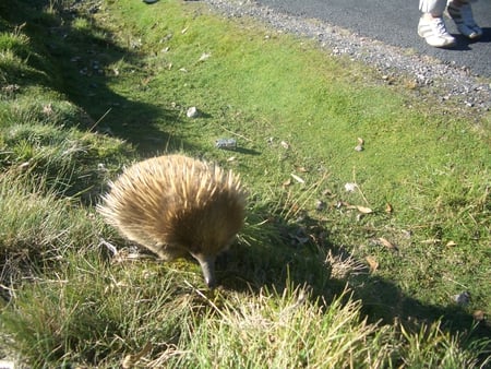 Echidna On The Side Of The Road - side of, echidna, tasmaina, on, road, eating, cute, in