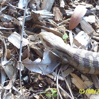 Baby Blue Tounge Lizard