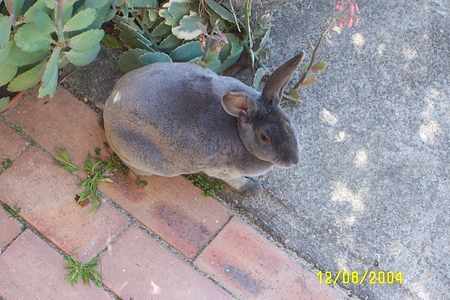 Cute Bunny Rabit - petta, rabbit, my, pet, bunny