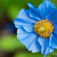 Blue poppy