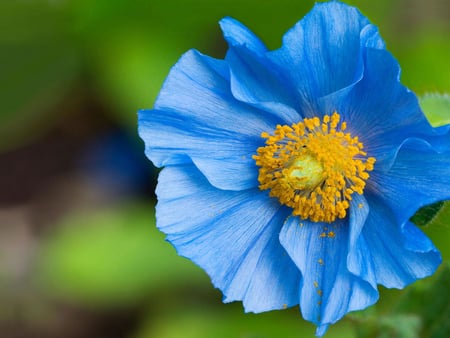 Blue poppy - poppy, flower, plant, blue