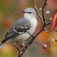 Bird with berries.