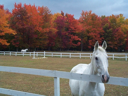 Horse in autumn - free, animal, nature, run, grass, fence, horse