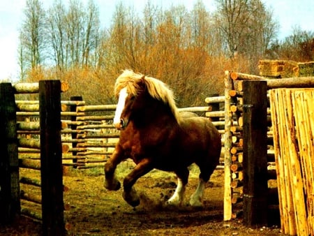 Horse in stable - free, run, horse, animal, fence, nature