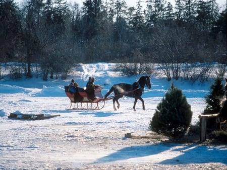 Horse in snow - animal, winter, nature, run, snow, horse