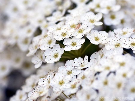 White Blossoms - blossoms of white, green stems, lovely, petite