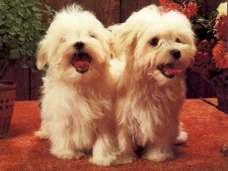 Nice white dogs - animal, sweet, puppy, dog