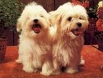 Nice white dogs