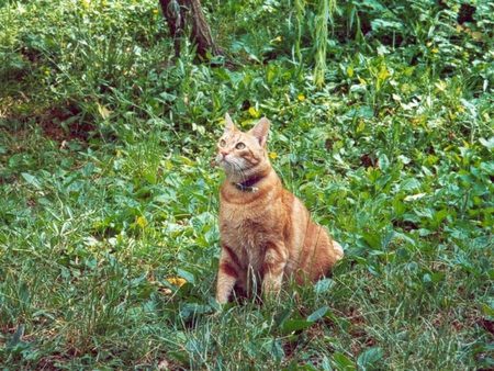 Cat in the grass - cat, animal, grass, kitten