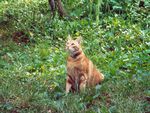 Cat in the grass