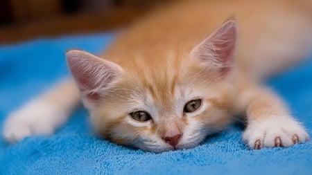 Sweet Kitten - cloth, blue, pose, sweet, lovely, kitten, ginger