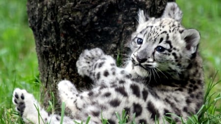 Playful Cub - playful, leopard, cub, beautiful, grass, lovely, tree