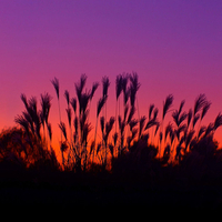 Sunset In Arizona