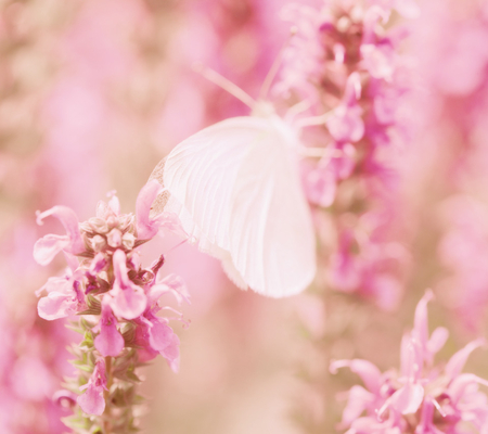 Taste of Spring - nature, butterfly, pink, beautiful, flowers, plants, spring