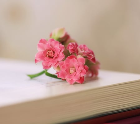 Gift for Cynthia (cap81122) - pink, beautiful, cynthia, flowers, book, elegant