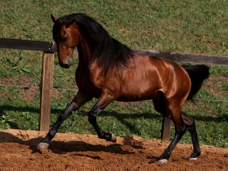 Great lusitano:) - horses