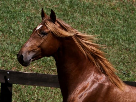 Amazing lusitano Horse :) - horses