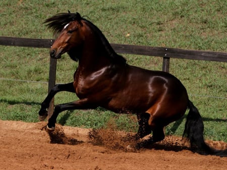 Cool lusitano:) - horses