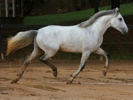 Lusitano trotting - horses