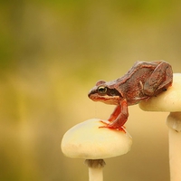 FROG ON MUSHROOMS