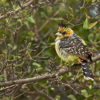 CRESTED BARBET BIRD