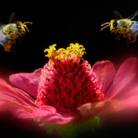 Flower and bees