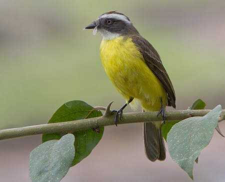 SOCIAL FLYCATCHER BIRD - bird, flycatcher, feathers, wildlife