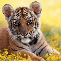 Tiger cub