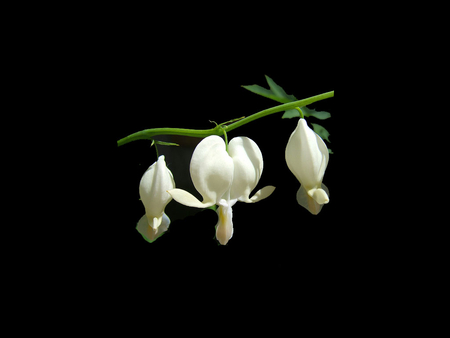 Bleeding Hearts - bleeding hearts, black, white, flower