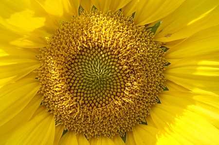 SUNSHINE SUNFLOWER - yellow, sunshine, floral, flower, plant