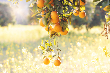 California Morning - morning, oranges, nature, tree