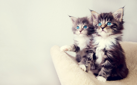 blue eyed kitties