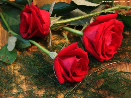 THREE RED ROSES - three, red, roses, beauty