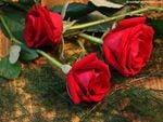 THREE RED ROSES