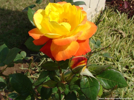 YELLOW BEAUTY - yellow, rose, pretty, beauty