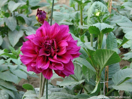 DAHLIA - dahlia, leaves, pretty, green