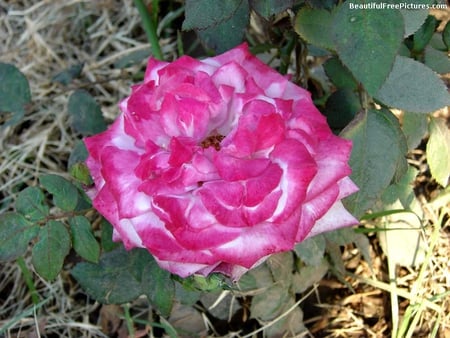 BEAUTIFUL ROSE, ROSE FOR LOVELY CAROL - rise, lovely, carol, pink