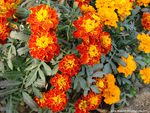 MARIGOLD MAGIC