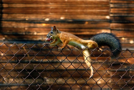 I Just Gotta Get Over This Fence - metal, fence, nut, squirrel