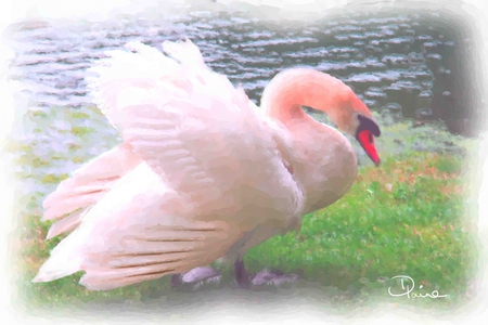 Swan-Lake-watercolour - animal, love, swan, colors