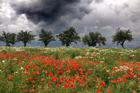 flower fields - red, pretty, flowers, yellow, plants, clouds, lovely, fields, trees, nature